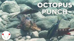 A filmmaker forges an unusual friendship with an octopus living in a south african kelp forest, learning as the animal. Octopuses Sometimes Punch The Fish They Go Hunting With Just Cuz They Feel Like It Upworthy