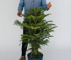 Produkte aus der ganzen welt. This Year Choose A Living Christmas Tree Bloomscape