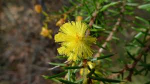 Image result for Acacia hockii