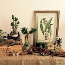 棚 観葉植物 サボテン 流木 エアプランツ などのインテリア実例 2015 08 28 21 56 23 roomclip ルームクリップ ワイン木箱 観葉植物 インテリア