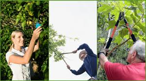 Maybe you would like to learn more about one of these? Benefits Of Pruning Fruit Trees