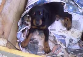For sale, akc doberman pups great health ,temperment, and documented longevity. Akc Doberman Puppies For Sale In Jacksonville Florida Classified Americanlisted Com