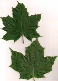 The dark green leaves of most sugar maples are tatter resistant, meaning that they do not tear easily in strong winds. Viking Maples Invade Canada Garden Making