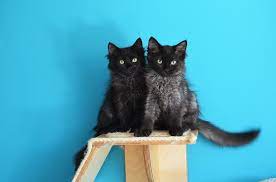 He is so laid back. Black Solid Ragdoll W Obecnej Chwili Widac Juz Jak Na Dloni Ktory Kot Jest Srebrny Nie Moge Sie Na Niego Napatrzec Pieknie Mieni Sie W Ruchu Glebia Blekitu Deep Blue