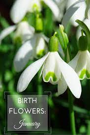 January Birth Flower Carnations Snowdrops Growing Family Birth Flowers January Birth Flowers Birth Month Flowers