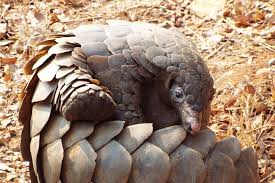 Pangolins are nocturnal, solitary and shy. Chinese Gang Of Pangolin Smugglers Jailed Over Us 17 6 Million Haul Of Scales South China Morning Post