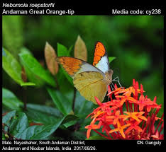 Image result for Rothmannia macrosiphon