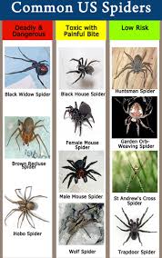 How To Identify Spiders Bites And Treat Them Spider