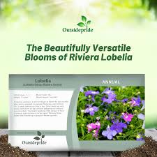 Image result for Lobelia lobata