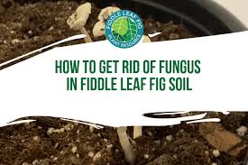 How To Get Rid Of Fungus In Soil The Fiddle Leaf Fig Plant Resource