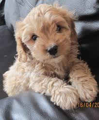 Irish Dogs Classifieds Puppies Cute Dogs Irish Dog