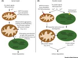 Migration of dna from mitochondria and chloroplasts into the nuclear dna has been documented; Licensed To Kill Mitochondria Chloroplasts And Cell Death Sciencedirect