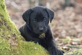 Stort udvalg af labrador hvalpe til billige priser. Hvalpe Kennel Neatmoor