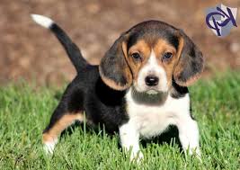 They are also favored for their compact size and short easy to care for coat. Beagle For Sale Craigslist