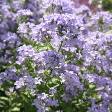 Campanula Lactiflora Prichard S Variety Milky Bellflower Syn Campanula Pritchard S Variety Campanula Organic Plants Pollinator Garden Design