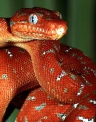 Its range is limited by freezing temperatures and altitude. 12 Snakes Ideas Reptiles And Amphibians Snake Reptile Snakes