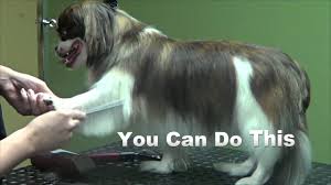 Watch this video to understand why, and key nutrients for reversing low carb hair loss. From Brushing To Clipping How To Groom A Pekingese At Home Barkspace