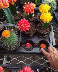 Why does home depot glue flowe. I See The Fake Flower Flicker Fairy Has Been Through My Home Depot Theheroweneed Fakeflowerssuc Saveoursucculents Fake Flowers Festival Succulents
