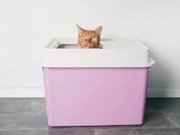 Sprinkle detergent on oil stain and add water. Homemade Diy Cat Litter Boxes For Cat Parents Ultimate Pet Nutrition