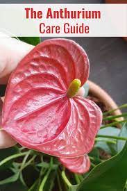 How To Care For Anthurium Plant Video In 2020 Anthurium Care Flamingo Plant Anthurium Plant