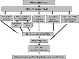 Maybe you would like to learn more about one of these? Membrane Protein Profiling Of Human Islets Of Langerhans Using Several Extraction Methods Clinical Proteomics Full Text