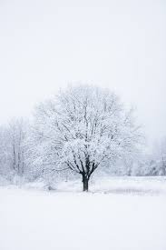 Once kids are done coloring in this coloring page, they might even try and learn how to draw a christmas tree on their own. Snow Tree Pictures Download Free Images On Unsplash