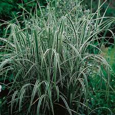 Ligules very short, less than 1/16 inch long; Variegated Giant Reed Grass Arundo Donax Var Versicolor My Garden Life