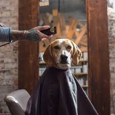 Pin On Dog Of Theron Humphrey