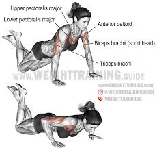 Muscle diagrams of major muscles exercised in weight training. Ohsme7olsxuvm