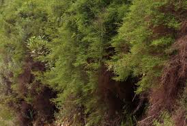 Image result for Cliffortia serpyllifolia