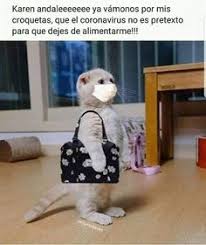 830 Ideas De Funny Puppies En 2021 Meme Gato Memes Divertidos Gracioso Pra stts status whatsapp ;