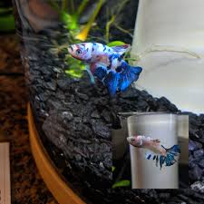 Our Little Dude Has Changed So Much We Have A Little Patriot On Our Hands The Post Betta Fish Our Little Dude Has Changed So Much W Betta Fish Betta Fish