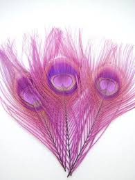 Peacock Feathers Purple Peacock Peacock Feathers Feather