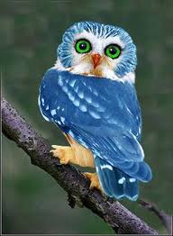 Beautiful And Rare To See Blue Owl Styles Time Rare Animals Owl Animals
