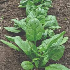 Spinach thrives in fertile soil that doesn't easily dry out. Giant Noble Spinach Heirloom 46 Days