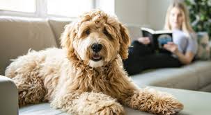 Parents work hard to find affordable childcare near me with all the perks. Dog Boarding Walking Pet Sitting Prices Digs For Dogs