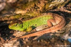 Dadurch regulieren sie den bestand an organismen, die im garten schäden anrichten können auf ein verträgliches maß. Garten Der Grunspechte Amphibien Reptilien