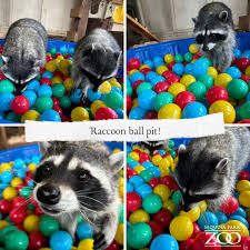 Sequoia Park Zoo | What's more fun than a raccoon ball pit? Raccoons are  naturally exploratory and curious, and they had a BALL with this sensory  experience!... | Instagram