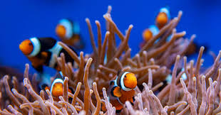 Black Algae In Fish Tank Good Or Bad Easy Ways To Help Control Algae Growth In Your Aquarium