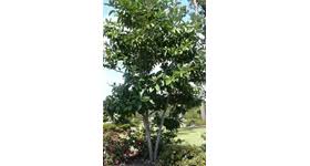 Moonglow sweetbay magnolia is a cultivar selected for its upright habit and cold hardiness. Evergreen Sweetbay Magnolia Louisiana Super Plant Fall 2012