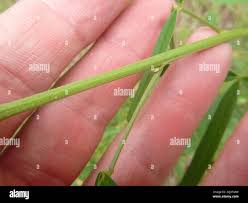 Image result for Crotalaria lanceolata