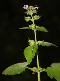 Image result for Mesosphaerum suaveolens