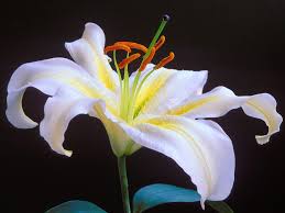 We did not find results for: Romantic Flowers Lily Flower