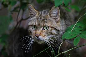 I am a hippo's shadow. What Do Cats Eat In The Wild Petsoid