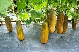 There are a few reasons why this happens. Yellow Color Cucumber Growing At Farm Background Stock Photo Picture And Royalty Free Image Image 92197784