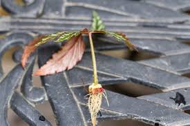 Propagate begonias from a single leaffor the larger leaved plants, begonia propagation can begin with a single leaf. How To Easily Root Plants In Water With Simple Cuttings