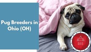 Use classifiedadslocal.com to view the pug or pugs classified ads today. 11 Pug Breeders In Ohio Oh Pug Puppies For Sale Animalfate