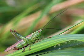 Crickets are orthopteran insects which are related to bush crickets, and, more distantly, to grasshoppers. Bush Cricket Conehead Insect Grasshopper Cricket Green Animal Nature Summer Environment Antennae Pikist