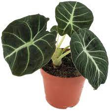 Check spelling or type a new query. Alocasia Reginula Black Velvet Schwarzes Pfeilblatt Fur Pflanzenkenner Fangblatt Karnivorenshop