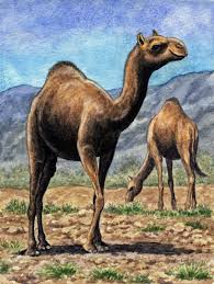 Humans have used camels as a means of transport for thousands of years. Dromedaries By Willemsvdmerwe On Deviantart